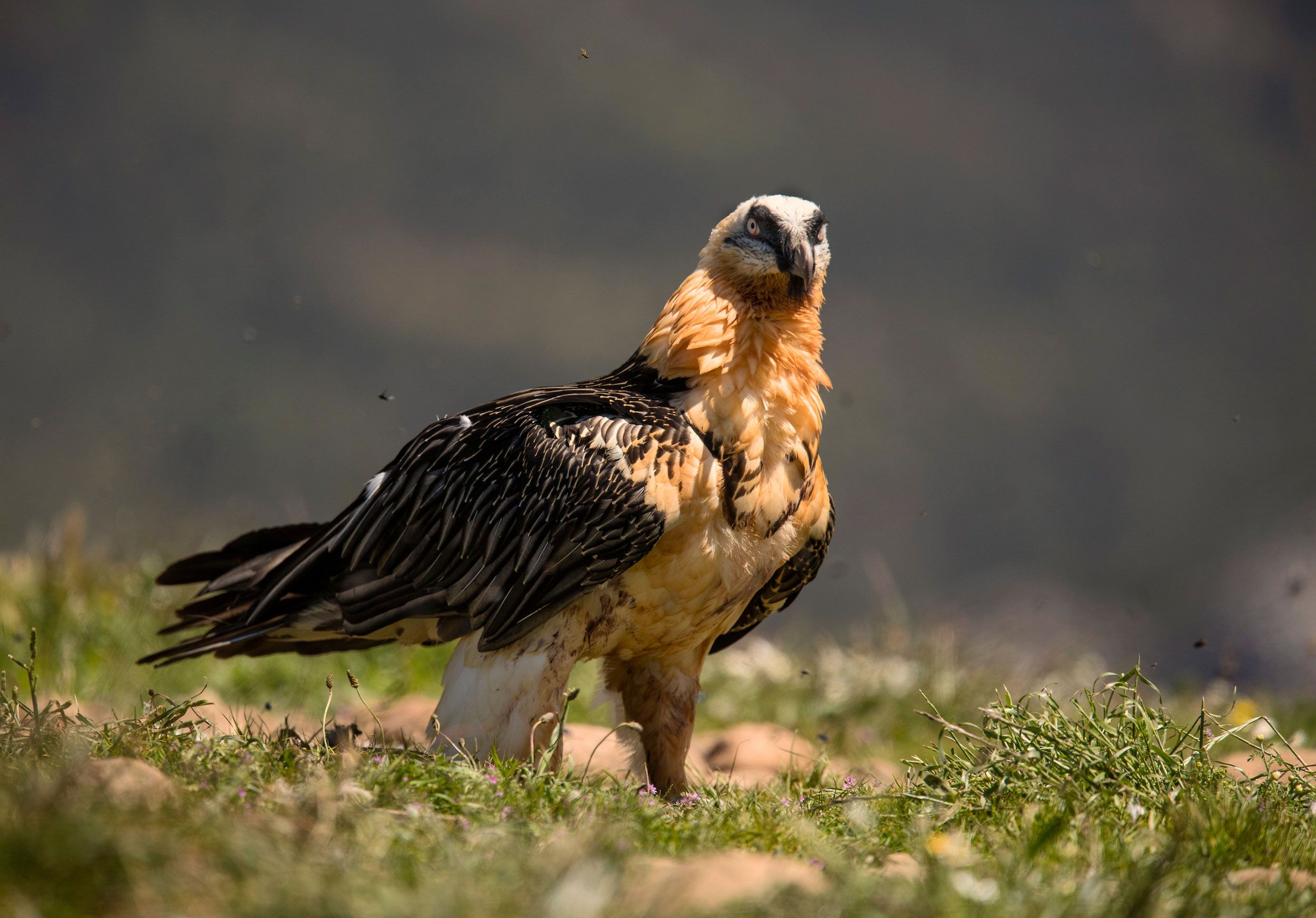 Bartgeier Müstair Graubünden