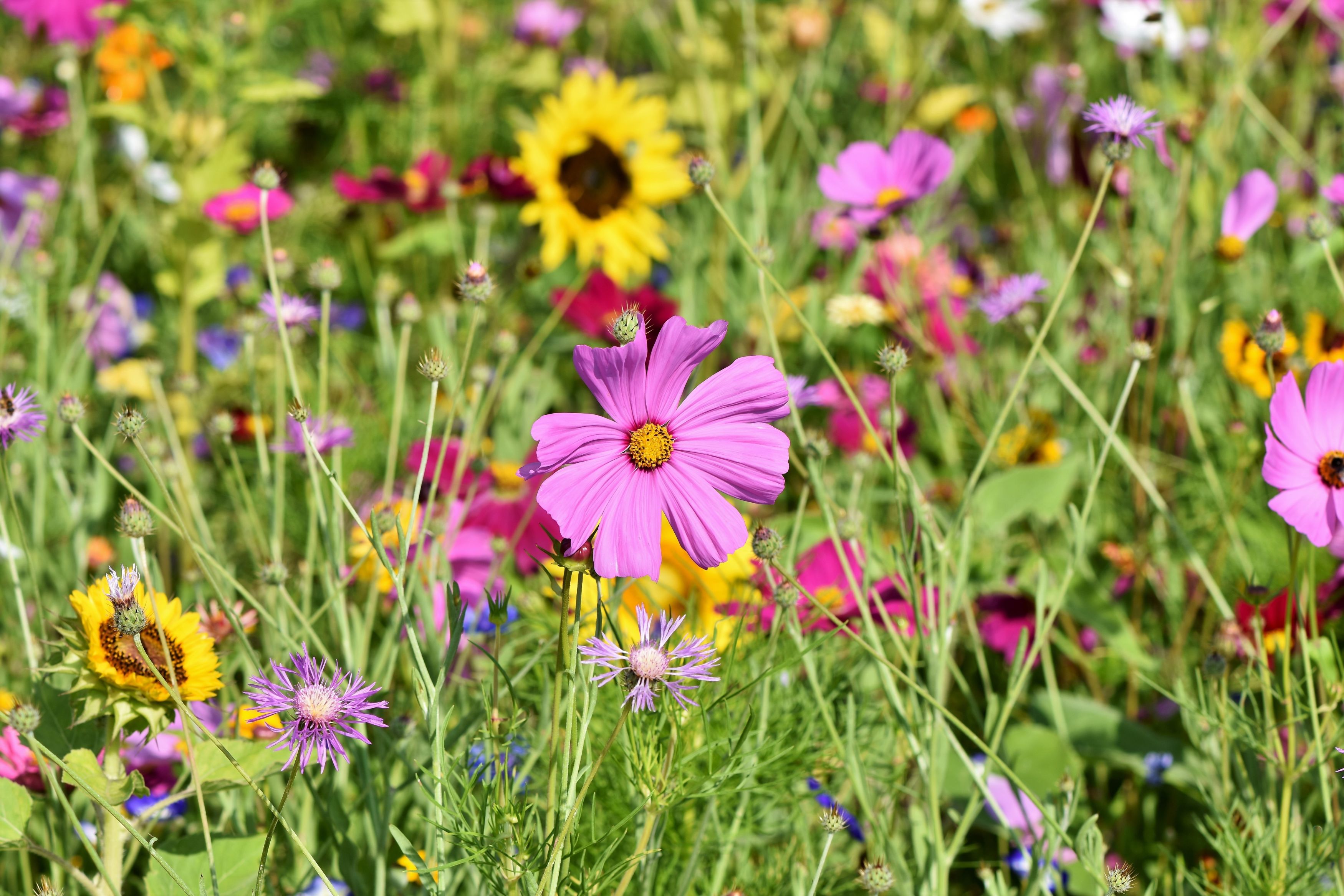 ralphs fotos flower meadow 3598561
