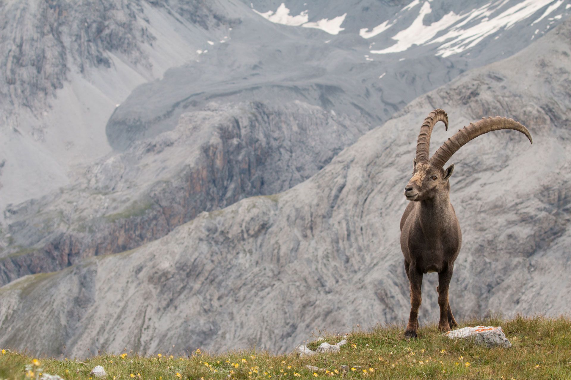 Steinbock Graubünden Valchava